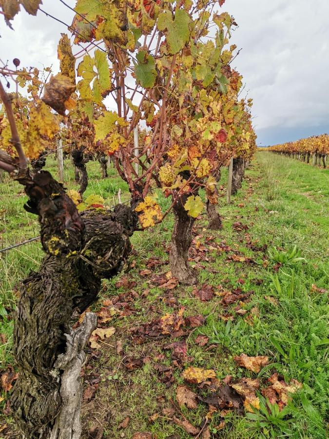 Gite " Suzon" A Peyroutas Vignonet St Emilion Exterior foto